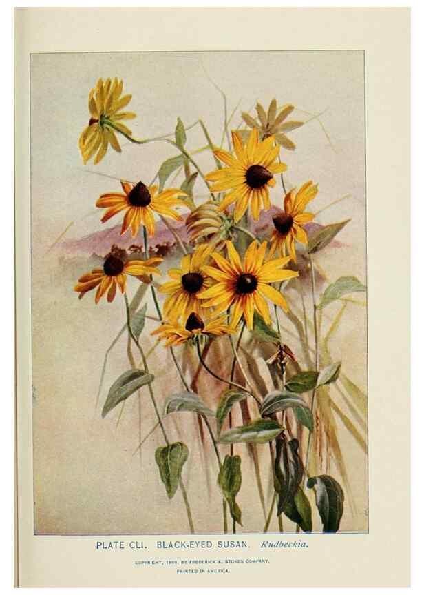 Reproducción/Reproduction 8443965825: A guide to the wild flowers,. New York,Stokes[1899]