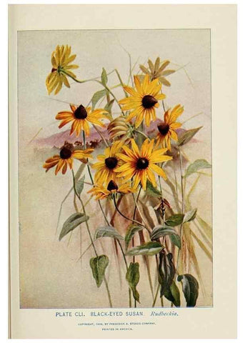 Reproducción/Reproduction 8443965825: A guide to the wild flowers,. New York,Stokes[1899]