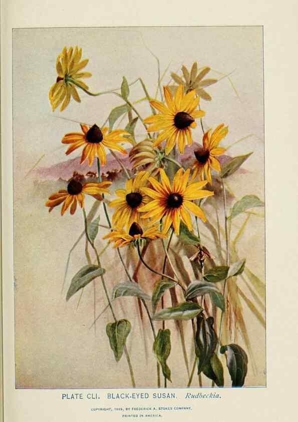 Reproducción/Reproduction 8443965825: A guide to the wild flowers,. New York,Stokes[1899]