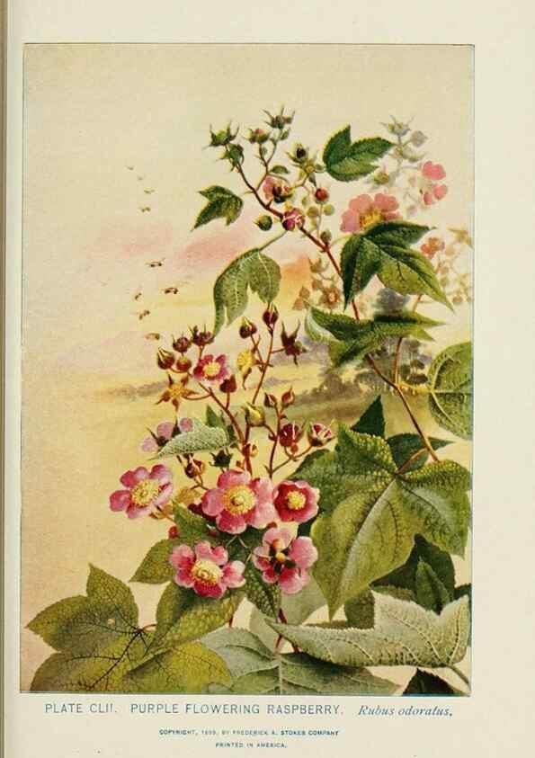 Reproducción/Reproduction 8445054556: A guide to the wild flowers,. New York,Stokes[1899]