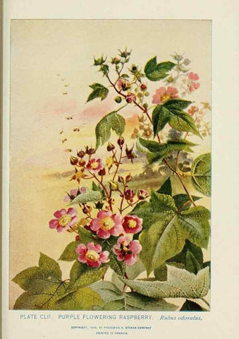 Reproducción/Reproduction 8445054556: A guide to the wild flowers,. New York,Stokes[1899]