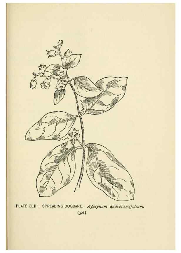 Reproducción/Reproduction 8443966957: A guide to the wild flowers,. New York,Stokes[1899]