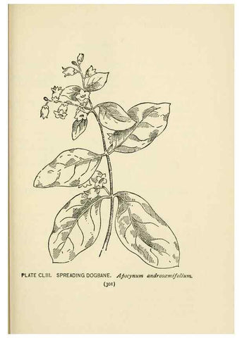Reproducción/Reproduction 8443966957: A guide to the wild flowers,. New York,Stokes[1899]