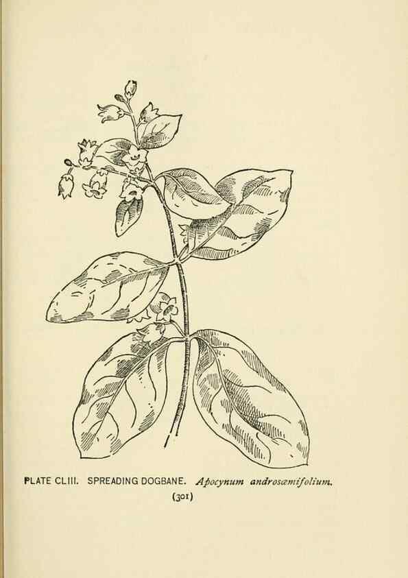 Reproducción/Reproduction 8443966957: A guide to the wild flowers,. New York,Stokes[1899]