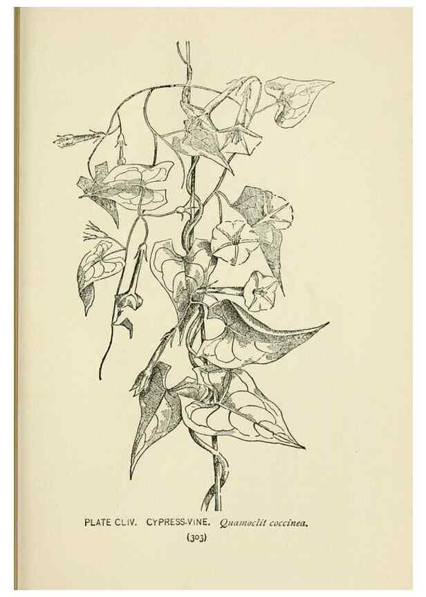 Reproducción/Reproduction 8443967303: A guide to the wild flowers,. New York,Stokes[1899]