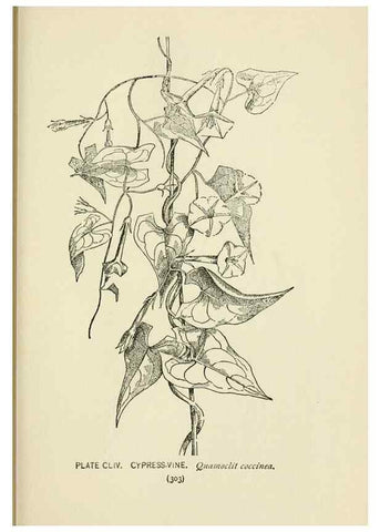 Reproducción/Reproduction 8443967303: A guide to the wild flowers,. New York,Stokes[1899]