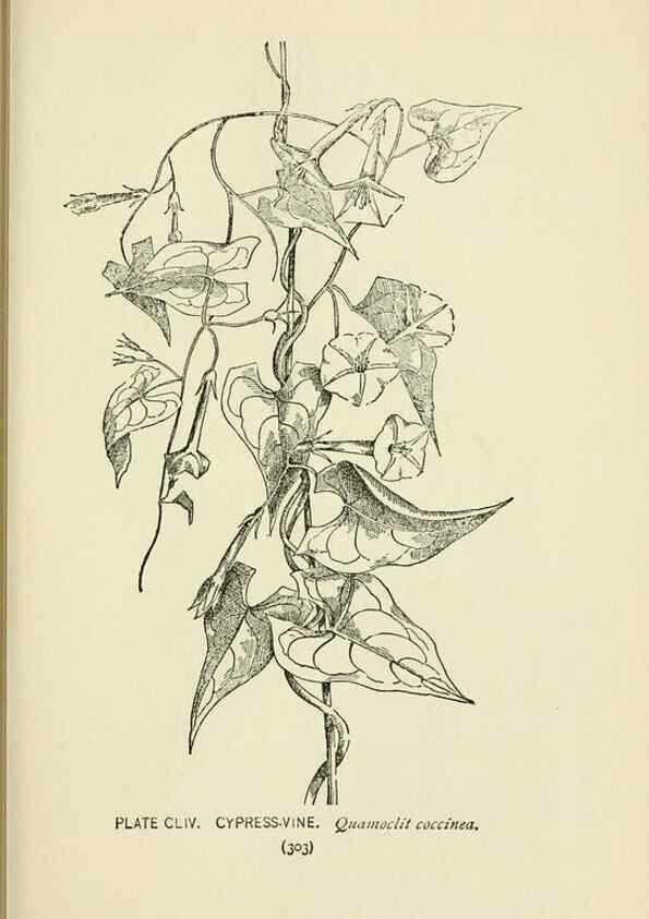 Reproducción/Reproduction 8443967303: A guide to the wild flowers,. New York,Stokes[1899]