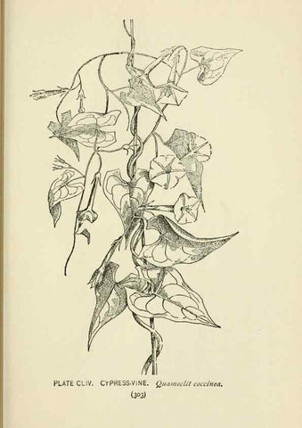 Reproducción/Reproduction 8443967303: A guide to the wild flowers,. New York,Stokes[1899]