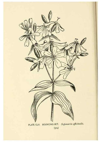 Reproducción/Reproduction 8443967767: A guide to the wild flowers,. New York,Stokes[1899]