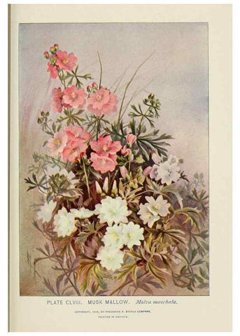 Reproducción/Reproduction 8445057010: A guide to the wild flowers,. New York,Stokes[1899]