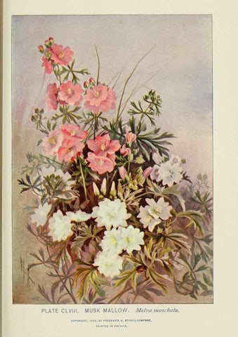 Reproducción/Reproduction 8445057010: A guide to the wild flowers,. New York,Stokes[1899]