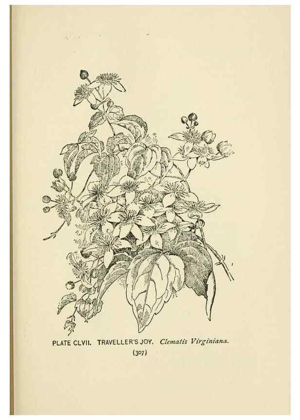 Reproducción/Reproduction 8443969471: A guide to the wild flowers,. New York,Stokes[1899]