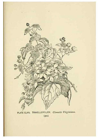 Reproducción/Reproduction 8443969471: A guide to the wild flowers,. New York,Stokes[1899]