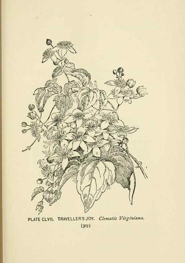Reproducción/Reproduction 8443969471: A guide to the wild flowers,. New York,Stokes[1899]