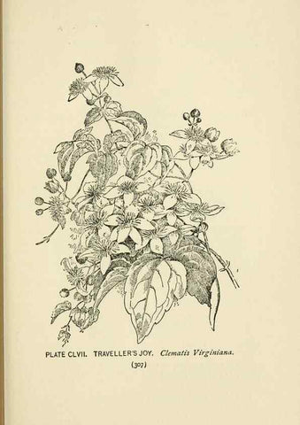 Reproducción/Reproduction 8443969471: A guide to the wild flowers,. New York,Stokes[1899]