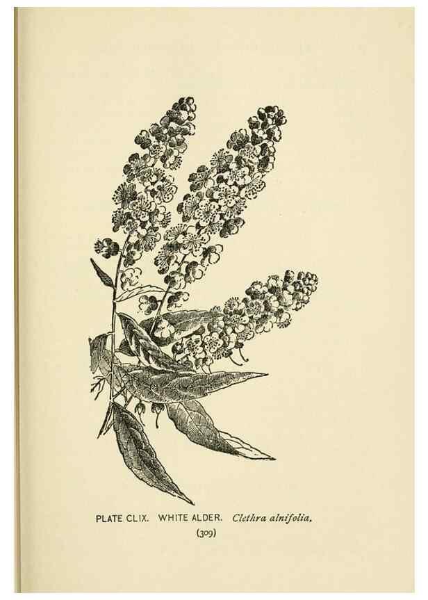 Reproducción/Reproduction 8443969819: A guide to the wild flowers,. New York,Stokes[1899]