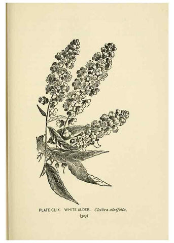 Reproducción/Reproduction 8443969819: A guide to the wild flowers,. New York,Stokes[1899]