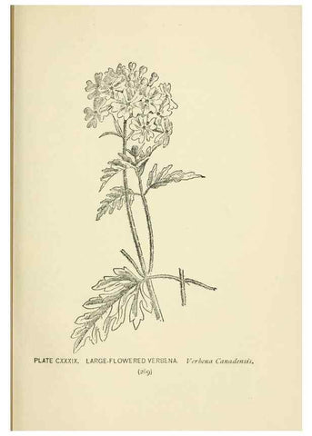Reproducción/Reproduction 8443960277: A guide to the wild flowers,. New York,Stokes[1899]