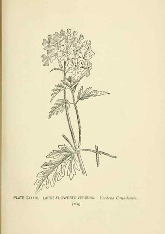 Reproducción/Reproduction 8443960277: A guide to the wild flowers,. New York,Stokes[1899]