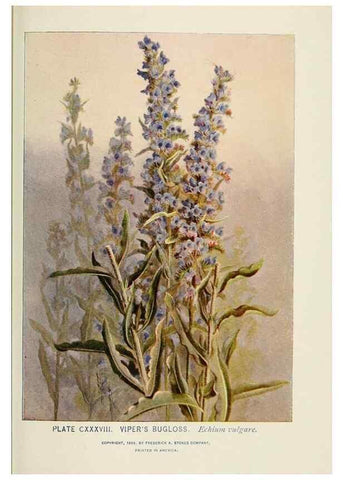 Reproducción/Reproduction 8445048068: A guide to the wild flowers,. New York,Stokes[1899]