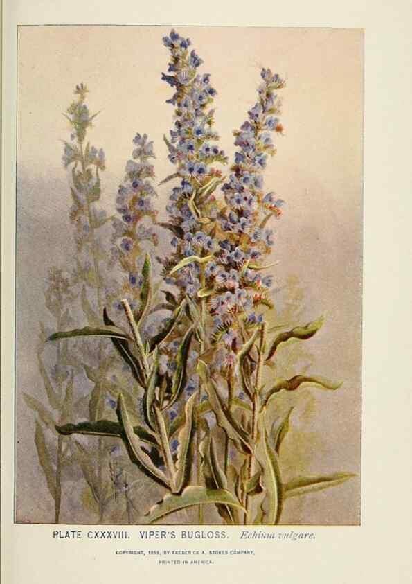 Reproducción/Reproduction 8445048068: A guide to the wild flowers,. New York,Stokes[1899]