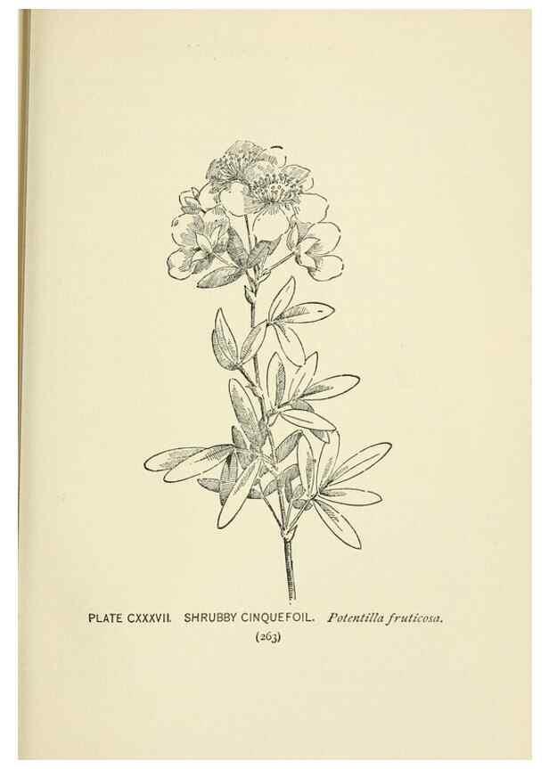 Reproducción/Reproduction 8445047528: A guide to the wild flowers,. New York,Stokes[1899]
