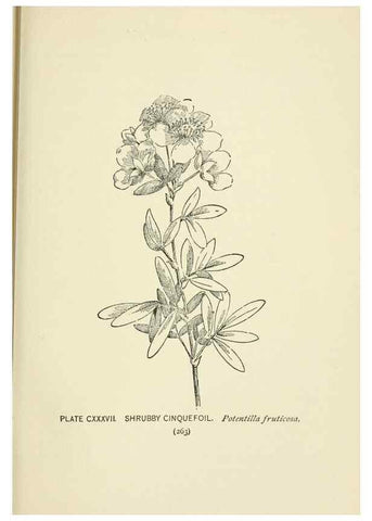 Reproducción/Reproduction 8445047528: A guide to the wild flowers,. New York,Stokes[1899]