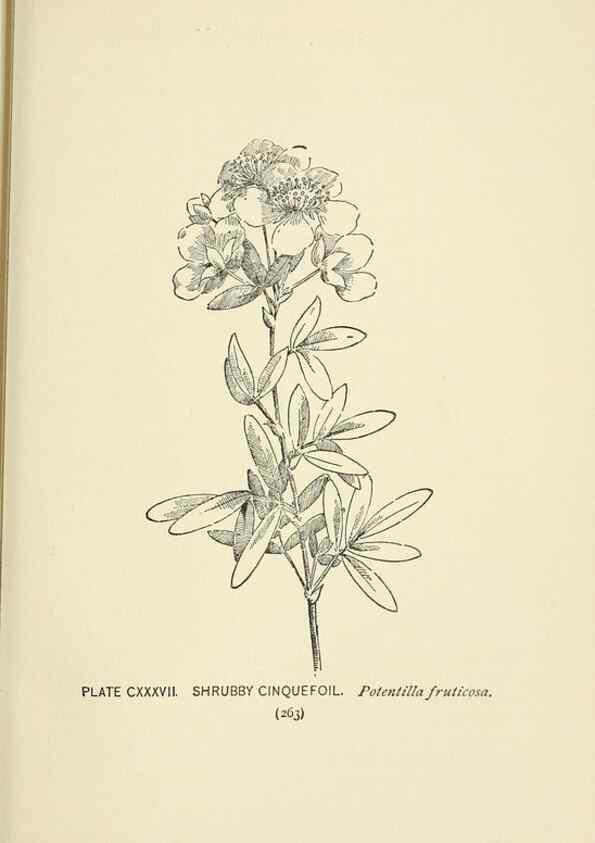 Reproducción/Reproduction 8445047528: A guide to the wild flowers,. New York,Stokes[1899]