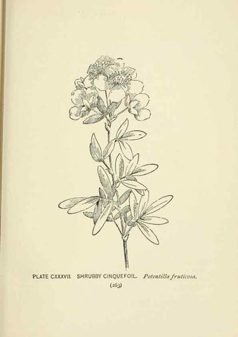 Reproducción/Reproduction 8445047528: A guide to the wild flowers,. New York,Stokes[1899]