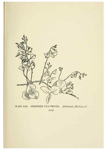 Reproducción/Reproduction 8443950693: A guide to the wild flowers,. New York,Stokes[1899]