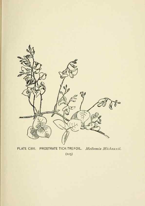 Reproducción/Reproduction 8443950693: A guide to the wild flowers,. New York,Stokes[1899]