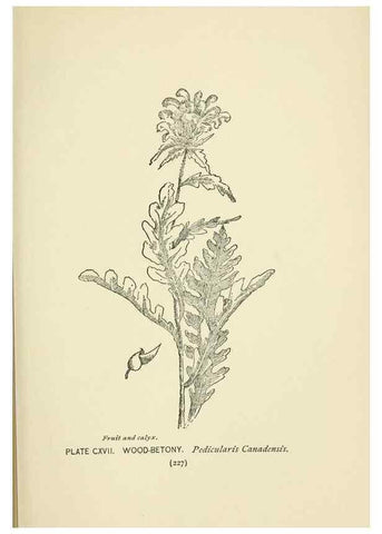 Reproducción/Reproduction 8445039400: A guide to the wild flowers,. New York,Stokes[1899]