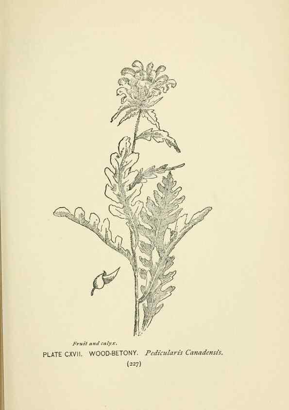 Reproducción/Reproduction 8445039400: A guide to the wild flowers,. New York,Stokes[1899]