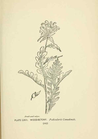 Reproducción/Reproduction 8445039400: A guide to the wild flowers,. New York,Stokes[1899]