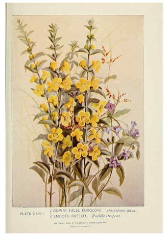Reproducción/Reproduction 8445039714: A guide to the wild flowers,. New York,Stokes[1899]