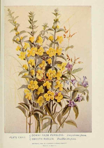 Reproducción/Reproduction 8445039714: A guide to the wild flowers,. New York,Stokes[1899]