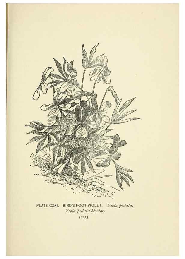 Reproducción/Reproduction 8445040822: A guide to the wild flowers,. New York,Stokes[1899]