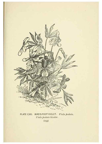 Reproducción/Reproduction 8445040822: A guide to the wild flowers,. New York,Stokes[1899]