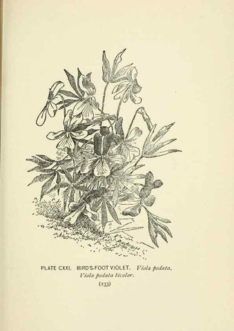 Reproducción/Reproduction 8445040822: A guide to the wild flowers,. New York,Stokes[1899]