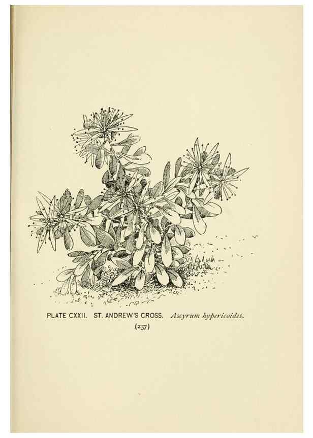 Reproducción/Reproduction 8443953137: A guide to the wild flowers,. New York,Stokes[1899]
