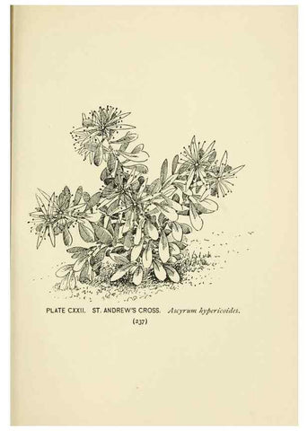 Reproducción/Reproduction 8443953137: A guide to the wild flowers,. New York,Stokes[1899]