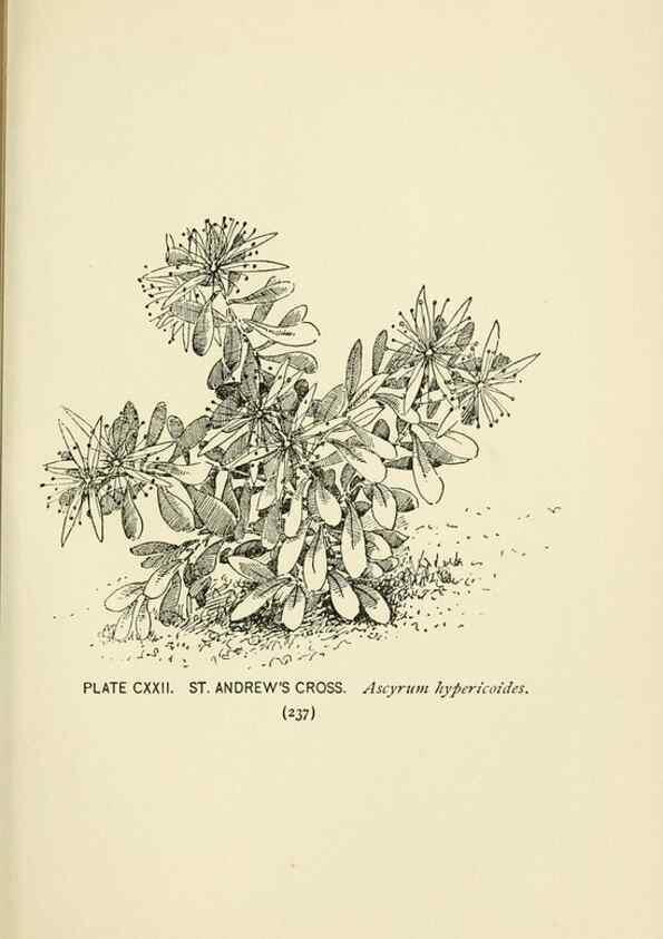 Reproducción/Reproduction 8443953137: A guide to the wild flowers,. New York,Stokes[1899]