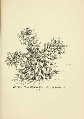 Reproducción/Reproduction 8443953137: A guide to the wild flowers,. New York,Stokes[1899]