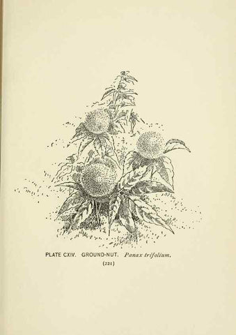 Reproducción/Reproduction 8443949793: A guide to the wild flowers,. New York,Stokes[1899]