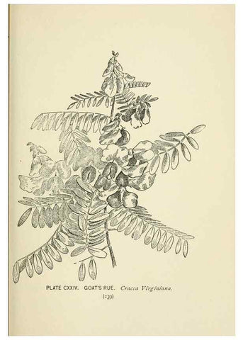 Reproducción/Reproduction 8443953901: A guide to the wild flowers,. New York,Stokes[1899]