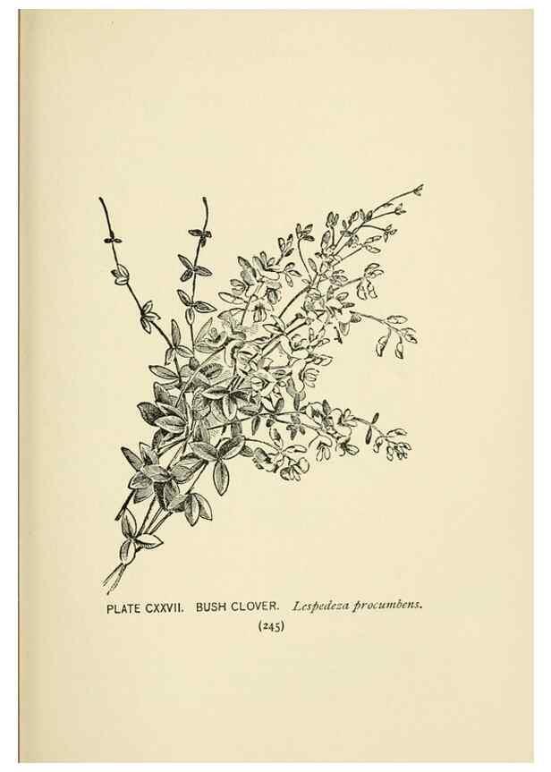 Reproducción/Reproduction 8445043420: A guide to the wild flowers,. New York,Stokes[1899]