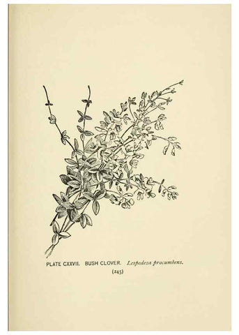 Reproducción/Reproduction 8445043420: A guide to the wild flowers,. New York,Stokes[1899]