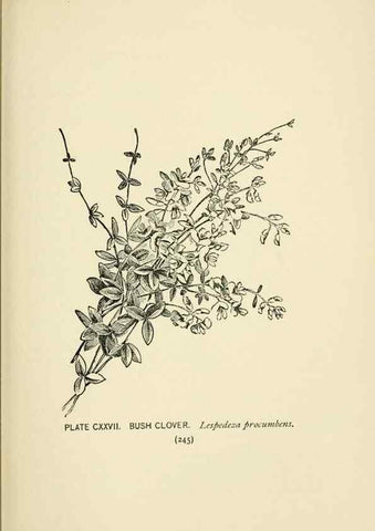 Reproducción/Reproduction 8445043420: A guide to the wild flowers,. New York,Stokes[1899]