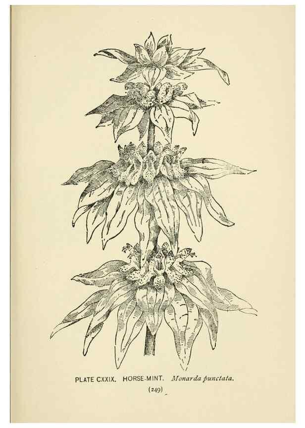 Reproducción/Reproduction 8443956103: A guide to the wild flowers,. New York,Stokes[1899]