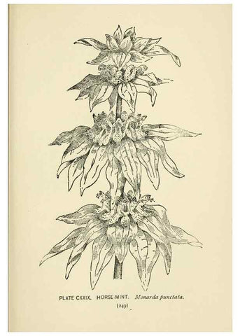 Reproducción/Reproduction 8443956103: A guide to the wild flowers,. New York,Stokes[1899]